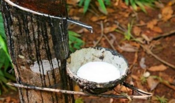 Côte d’Ivoire : Hausse de 33% du résultat net de la Société africaine de plantation d’hévéas en 2025.