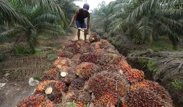 La société Palm Côte d’Ivoire annonce une baisse de 86,20% de son résultat net au premier trimestre 2026.