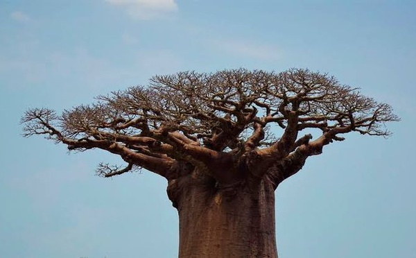 ASSOCIATION PROFESSIONNELLE DES BANQUES ET ÉTABLISSEMENTS FINANCIERS DU SENEGAL :  L’Apbef s’offre un lifting