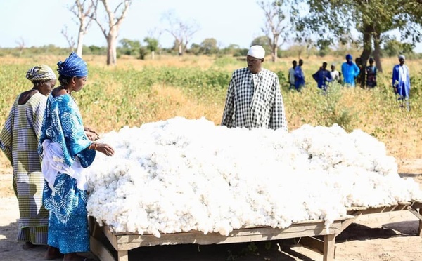 Afrique: Sous l'arbre à palabres - L'heure des comptes pour le coton africain