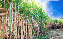 BRVM : Le titre Sucrivoire se retrouve à la tête du TOP 5 des plus fortes hausses de cours avec 7,50%.