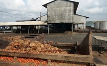 Retour sur investissements : Les actionnaires de la société Palm Côte d’Ivoire percevront un dividende global brut de 7,754 milliards FCFA.