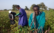 L'agriculture africaine - Une voie essentielle vers le développement économique et l'emploi